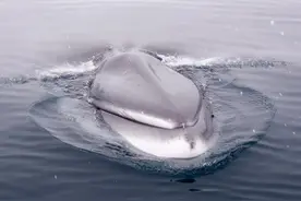 一大波巨大海洋生物来袭图片