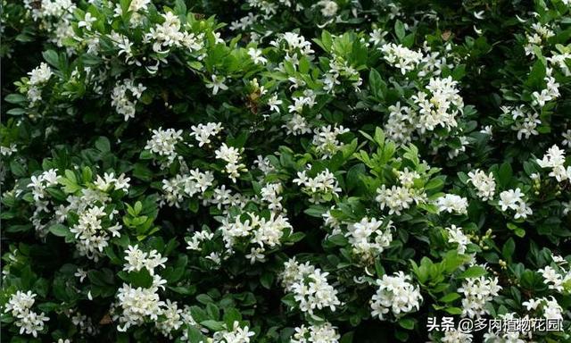 九里香这样养护株姿优美，枝叶秀丽
