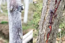 猕猴桃溃疡病发展迅猛，发生后难以防治，果农需从秋季开始预防图片