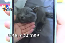 蓝猫没撑过一周就死了 买家和卖家起纠纷 民警赶来调解图片