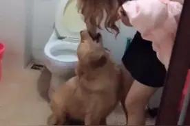 女孩准备洗澡，可金毛却溜了进来说啥也不走，简直尴尬死了图片