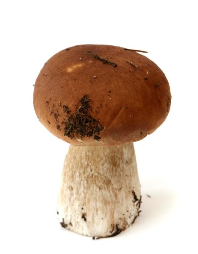 三十一种常见的菌类蘑菇图片