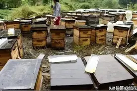 养蜂技术有利弊：喂干白糖有好处，但弊端更大，适合条件才能喂图片