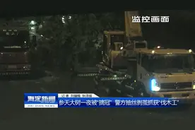 参天大树一夜被“摘冠”警方抽丝剥茧抓获“伐木工”图片