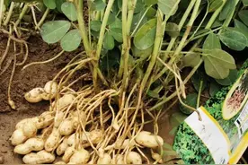 花生高效膨果配方，适时喷两遍，花生产量高品质好图片