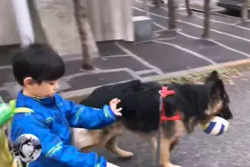 德牧5岁，小主人6岁，曾经的流浪狗，变成了孩子最好的兄弟图片