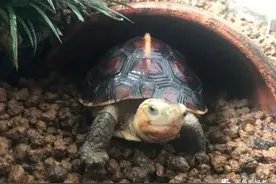 龟龟生病了，是不是一定得隔离治疗才行图片