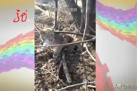 “大猫”被套，村民合力解救，发现竟是保护动物！图片