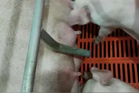 仔猪丨仔猪调栏只需一步到位就可以了图片