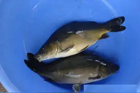 50年前是“救命粮”，味道鲜美，今存量多达10万吨却不让吃图片