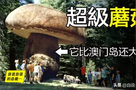 改造地球演化万物，主宰一切的超级生物——真菌图片