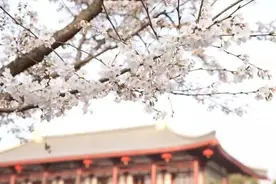 三月赏花攻略|“花花世界”，期待有我有你～图片