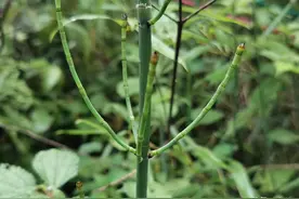 农村有一种神奇的植物，没有叶没有花没有果，但是价值却很珍贵图片