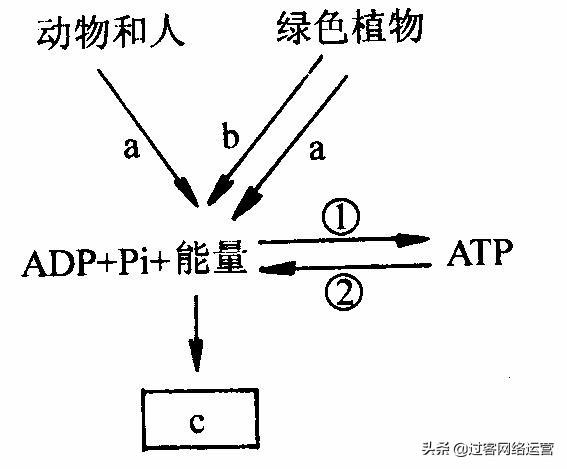 高一生物必修一复习提纲