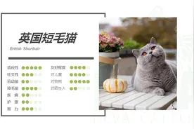 英国短毛猫丨蓝猫图片