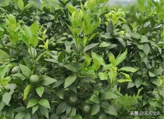 12月柑橘管理要点：控冬梢、施冬肥、防霜冻，现在掌握还来得及