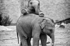 难得一见！40个另类的小象宝宝图片