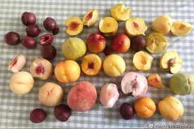 时下热门9种桃子测评，吃桃入门指南图片