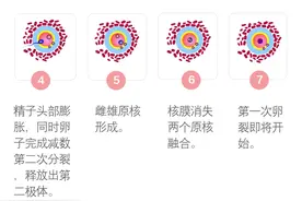 胚胎受精解读：2PN、0PN、1PN有什区别？图片
