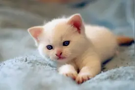 开水烫孕猫致4小猫胎死腹中，却很难立法惩罚他图片
