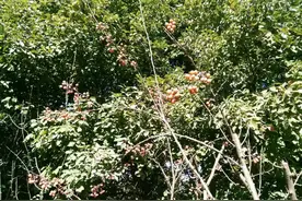 村监督委员会应由哪些人员组成？村委会成员村民小组长能进入吗？图片