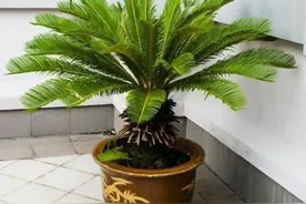 寿命最长的4种花，一盆能活几十年，养在家里能当传家宝图片