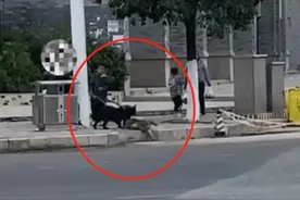 贵州一男子牵狗撕咬猕猴致死！相关部门：动物间打架，没有处罚图片