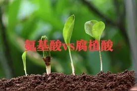 种植户注意，氨基酸肥不等于腐植酸肥，二者差距不小，不要弄混图片