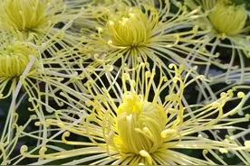 退休了学什么乐器适合图片