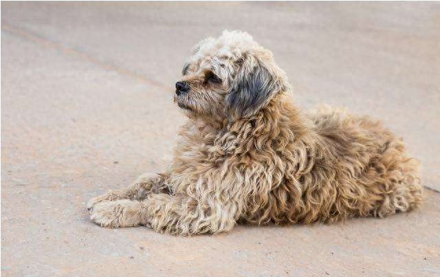 贵宾犬，贵宾犬图片 配图06