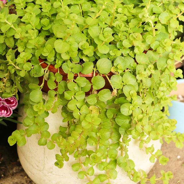 适合家里养的十八种花（今年最流行的18种花）