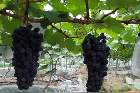 2020年国内部分葡萄品种的价格行情图片