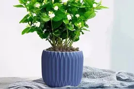 这四种花是个“大醋坛子”，隔几天喝点醋，叶子油绿，花苞冒不停图片