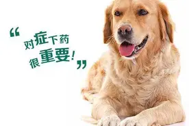 狗狗腹泻，驱虫却无济于事？注意：这种寄生虫常规驱虫药是无效的图片
