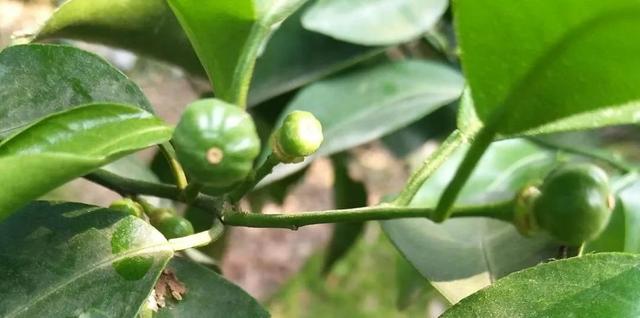 婧冪枴鐥呭浣曟牴娌伙紵鏌戞鎬庝箞鍍忓崡鐡滀竴鏍凤紵鑶ㄦ灉绋虫灉鍙互杩欎袱涓偉涔堬紵