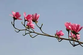 西安植物园恢复开园，消失百年的植物重见天日！图片