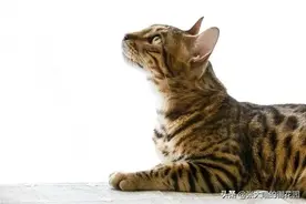 那只价值10万块，用金条做聘礼的网红猫见见走丢了图片