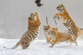 雪地里的东北虎图片