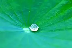 这茶养颜又瘦身，越喝越轻盈图片