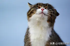 猫咪这些常见传染病，个个会致命图片