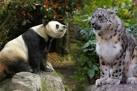 雪豹如何做到与大熊猫和睦共处？在垂直分布上能找到答案图片