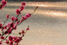 伊水河畔，又见桃花图片