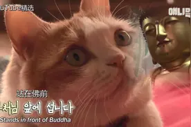 韩国最“佛系”猫咪！每天虔诚拜佛，给小鱼干都无动于衷？图片
