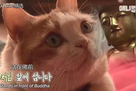 韩国最“佛系”猫咪！每天虔诚拜佛，给小鱼干都无动于衷？图片