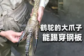 鸟界“扛把子”！一脚能踢穿钢板，它在新几内亚被称为“杀人鸟”图片
