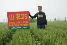超级小麦新品种：山农25，盐碱地、旱薄地照样高产图片