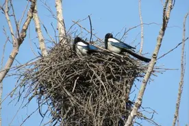 最敷衍的鸟巢，斑鸠随便搭几根树枝就准备下蛋了图片