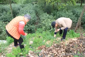 在长兴农家乐 ，村道边有“马兰头”我们动手体验了一把挑野菜图片