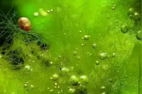 水藻，地球上最早的生命，地球真正的“主人”图片