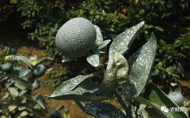 5类柑橘防晒剂大PK,优缺点详细介绍，究竟谁是下一个翘楚？